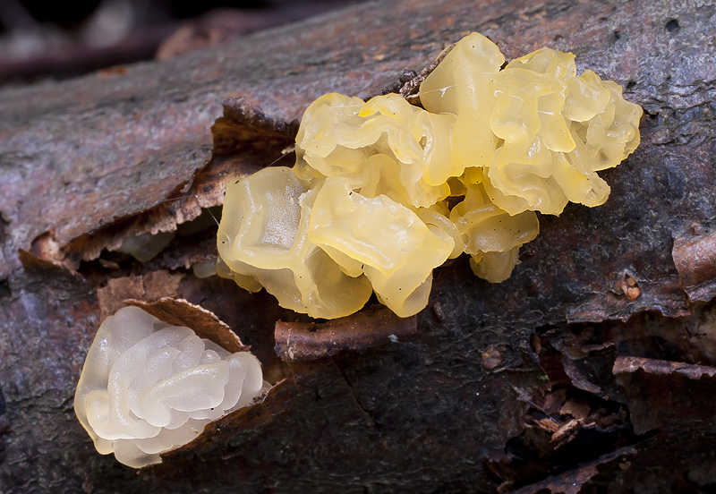 Tremella mesenterica